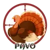 Pavo