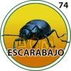 Escarabajo