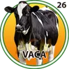 Vaca