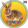 Conejo