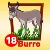 Burro